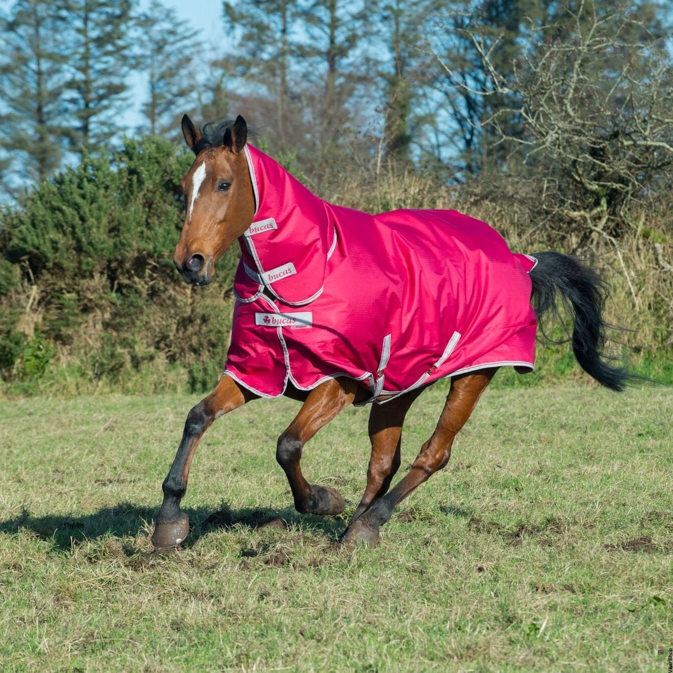 Turnout. Попона Bucas Smartex Rain. Bucas Freedom turnout Fullneck 50 g. Horse Blanket Rolex.