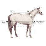 Horseware Amigo 3in1, non treated