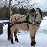 Sinkadus Nylon harness for miniaturehorses