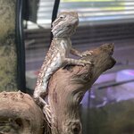 Kääpiöparta-agama