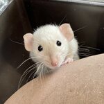 Kesyrotta, naaras, siamese dumbo