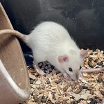 Kesyrotta, naaras, siamese dumbo