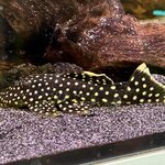 Golden Nugget L018, Baryancistrus xanthellus