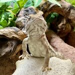 Kääpiöparta-agama