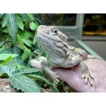 Kääpiöparta-agama