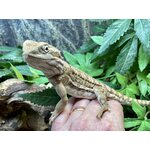 Kääpiöparta-agama