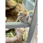 Kääpiöparta-agama