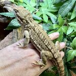 Kääpiöparta-agama