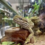 Kääpiöparta-agama