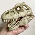 Exoterra T-Rex pieni pääkallo, 13,5cm