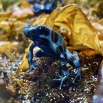 Nuolimyrkkysammakko, Dendrobates auratus, Super Blue