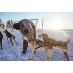 Non-stop Dogwear Nansen Nome ajovaljas / huskyvaljas