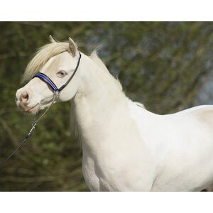 QHP Showriimu Falabella