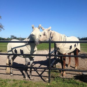 Snuggy Hoods Bug Body Horse Fly Rug