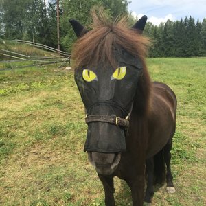 Pfiff Kärpäshuppu silmillä