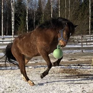 Jolly Ball hevospallo
