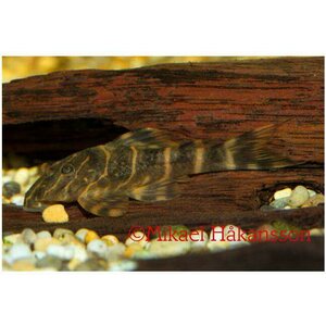 Juovapuupleko L104/ LDA022, Panaqolus maccus