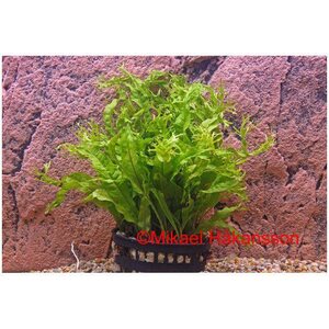 Hirvensarvisaniainen, microsorum pteropus "Windelöv"