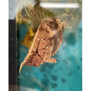 Lehväkala, monocirrhus polyacanthus