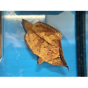 Lehväkala, monocirrhus polyacanthus