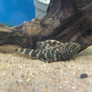 Juovapuupleko L104/ LDA022, Panaqolus maccus