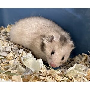 Syyrialainen hamsteri, pitkäkarvainen naaras