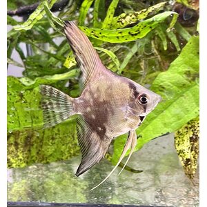 Lehtikala Leopard, Pterophyllum scalare
