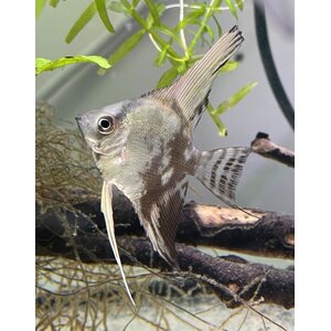 Lehtikala Leopard, Pterophyllum scalare