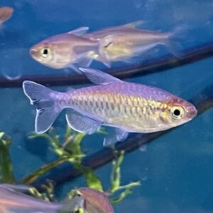Kongon tetra