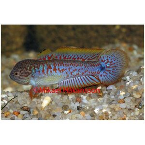 Riikinkukkotorkkuja, Tateurndina ocellicauda