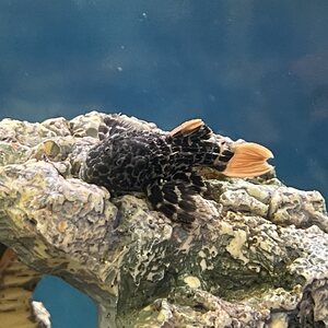 Leopardipiikkipleko L600, Pseudacanthicus leopardus