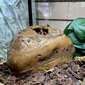 Exoterra pesäluola S