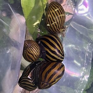 Tiikerileväkotilo Neritina sp. zebra