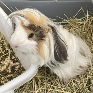 Pitkäkarvainen marsu, uros