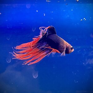 Taistelukala, koiras Crowntail, eri värejä