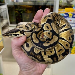 Kuningaspyton, Python regius, pastell