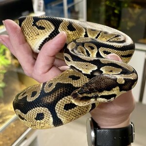 Kuningaspyton, Python regius, pastell