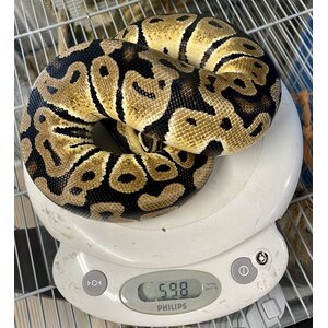 Kuningaspyton, Python regius, pastell