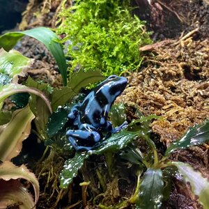 Nuolimyrkkysammakko, Dendrobates auratus, Super Blue