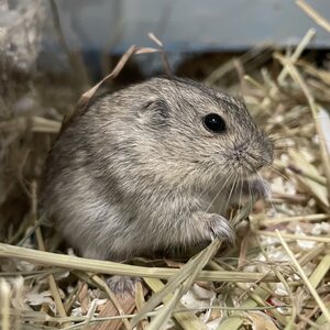 Arosopuli, Lagurus Lagurus