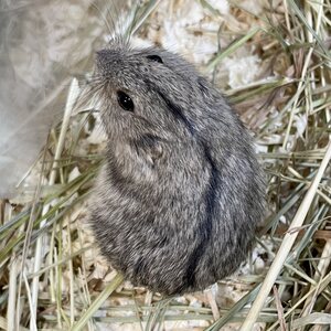 Arosopuli, Lagurus Lagurus
