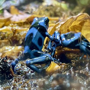 Nuolimyrkkysammakko, Dendrobates auratus, Super Blue