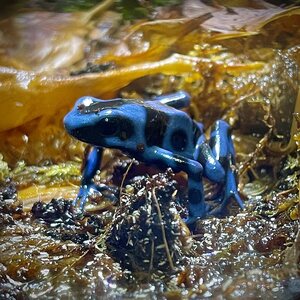 Nuolimyrkkysammakko, Dendrobates auratus, Super Blue