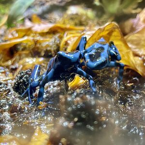 Nuolimyrkkysammakko, Dendrobates auratus, Super Blue