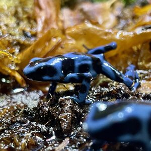 Nuolimyrkkysammakko, Dendrobates auratus, Super Blue