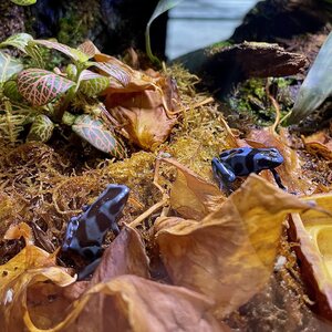 Nuolimyrkkysammakko, Dendrobates auratus, Super Blue