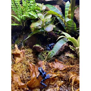 Nuolimyrkkysammakko, Dendrobates auratus, Super Blue