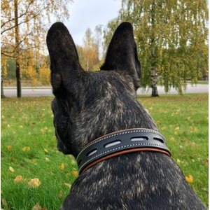 Dog collar with reflex
