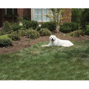 PetSafe paristo 3V Vibration Bark Control haukunestopantaan