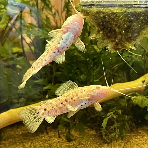 Haarniskamonni, albino